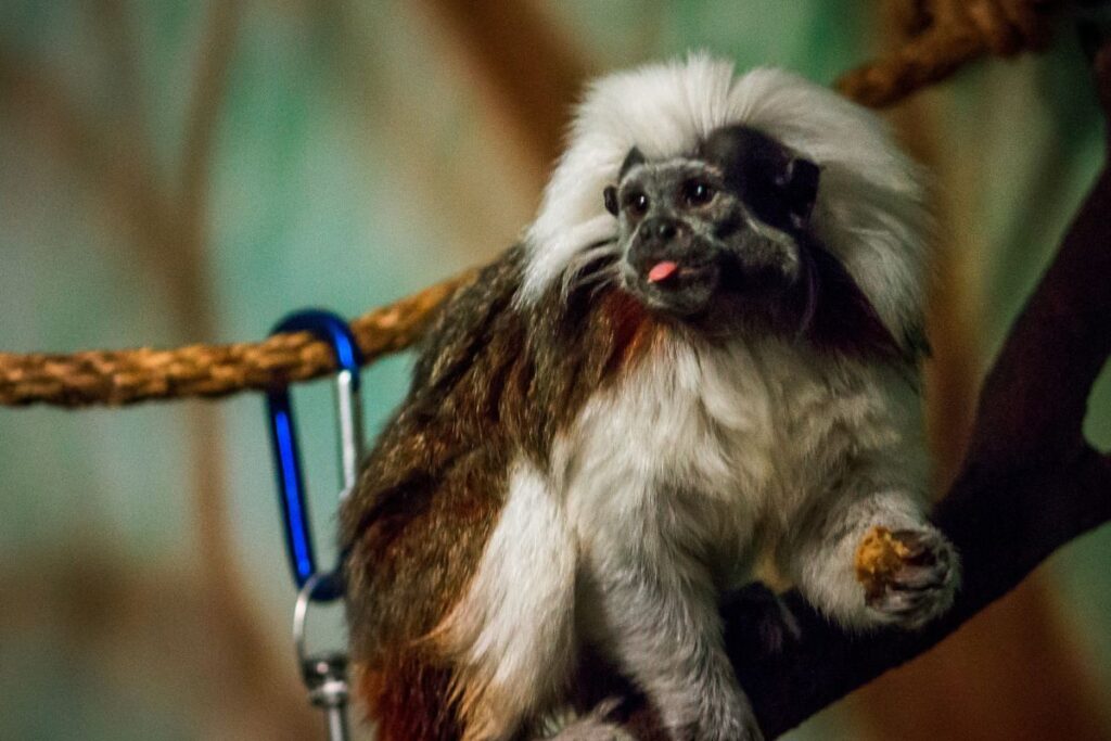 Cotton-top tamarin monkey at John Ball Zoo in Grand Rapids, Michigan