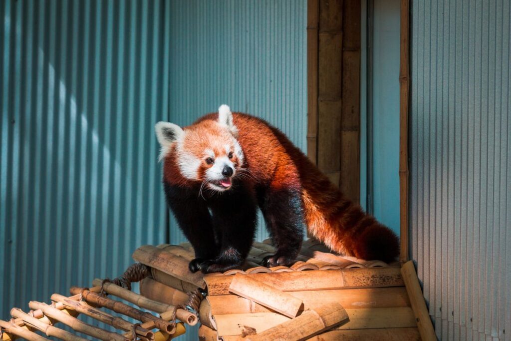 Red panda at John Ball Zoo in Grand Rapids, Michigan